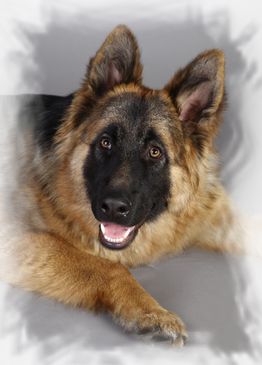 Schäferhund