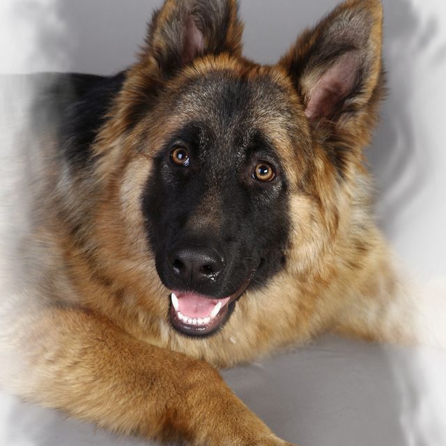 Schäferhund